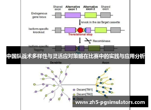 中国队战术多样性与灵活应对策略在比赛中的实践与应用分析